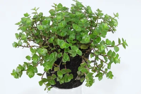 Callisia Repens