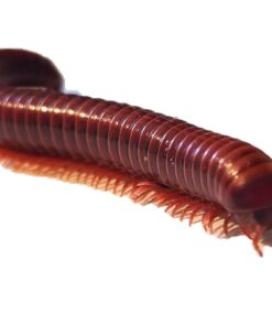 Centrobolus Splendidus