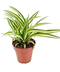 Chlorophytum Atlantic