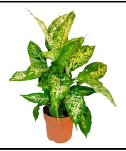 Dieffenbachia Compacta