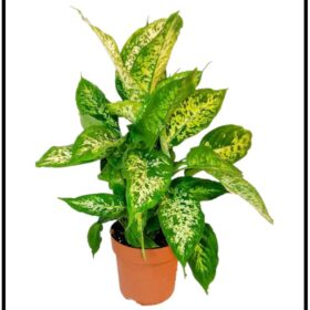 Dieffenbachia Compacta