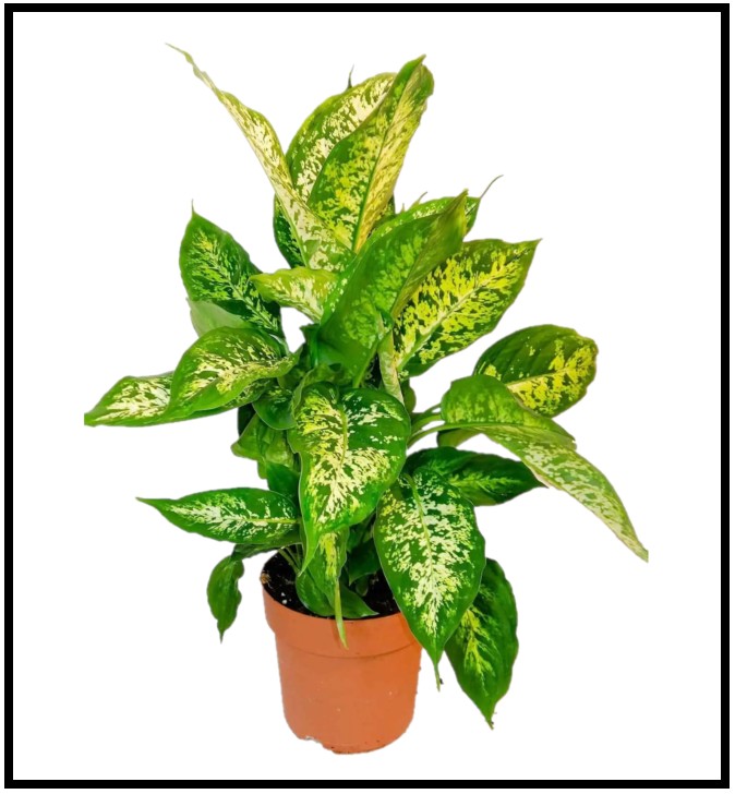 Dieffenbachia Compacta