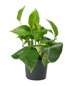 Epipremnum aureum