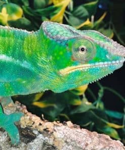 Chameleon Full Equipment Setup