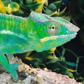 Chameleon Full Equipment Setup