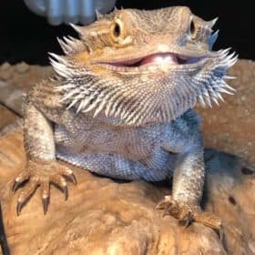 Bearded Dragon Electrics Pack