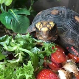 Tortoise Starter Kit - Linear T5 UV