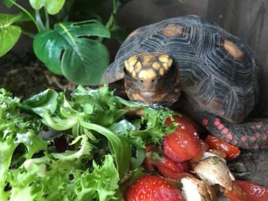 Tortoise Starter Kit - Linear T5 UV