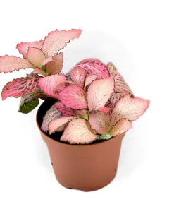 Fittonia Pink