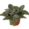 Fittonia White Vein