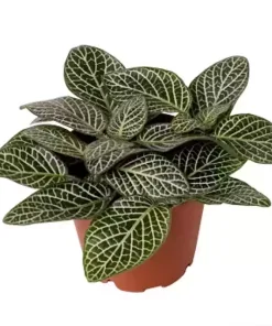 Fittonia White Vein