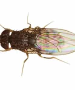 Flightless Large Fruit Fly