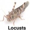 100 x Locusts