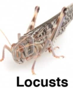 100 x Locusts