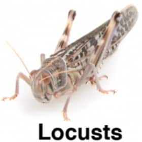 100 x Locusts