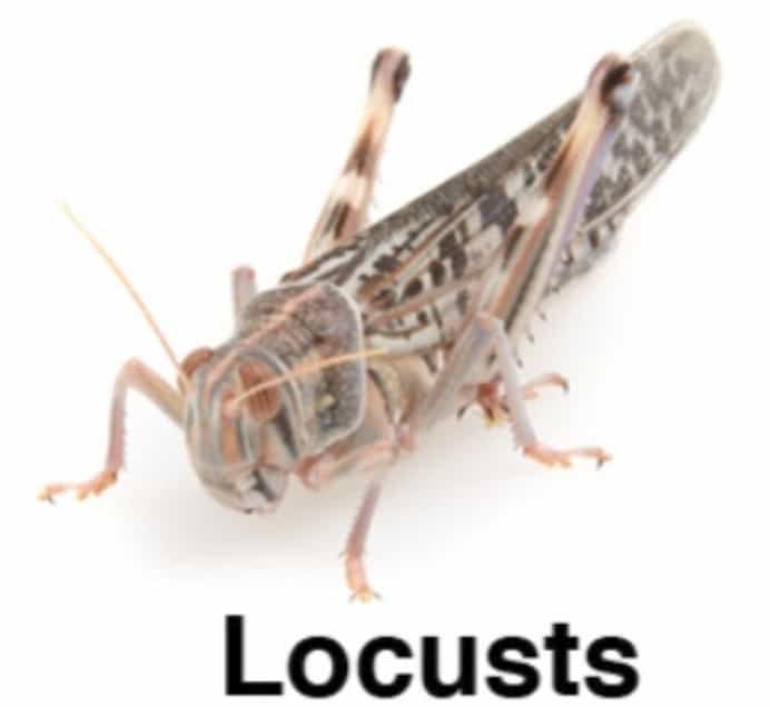 Locustes vivants pour reptiles