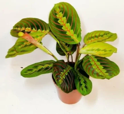 Maranta Fascinator