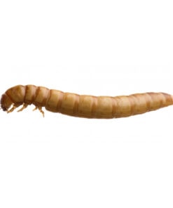 Mealworm
