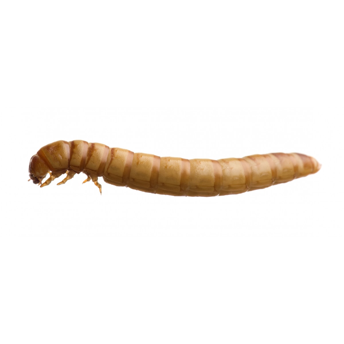 meal worm