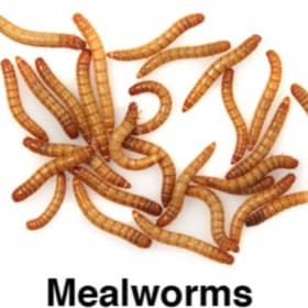 Mealworm