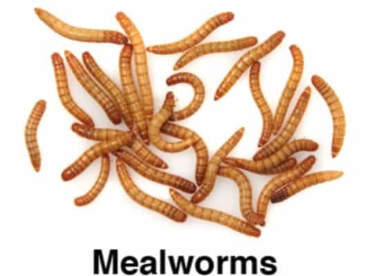 Mealworm