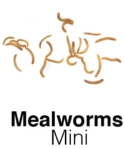 Mini Mealworm