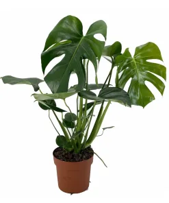 Monstera Deliciosa