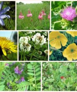 Herbie Mix - Quick Growing Tortoise Seed Mix