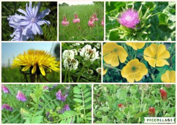 Herbie Mix - Quick Growing Tortoise Seed Mix