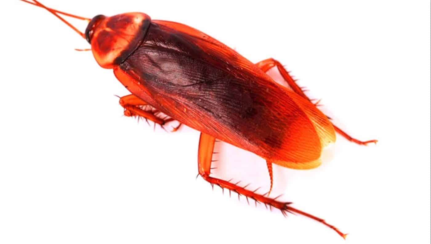 Red Runner Roaches Reptile Live Food Buzzard Reptile