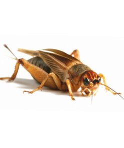 Silent Crickets - Bulk Bags - Approx. 1000