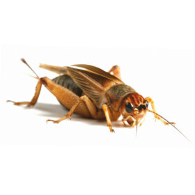 Silent Crickets - Bulk Bags - Approx. 1000