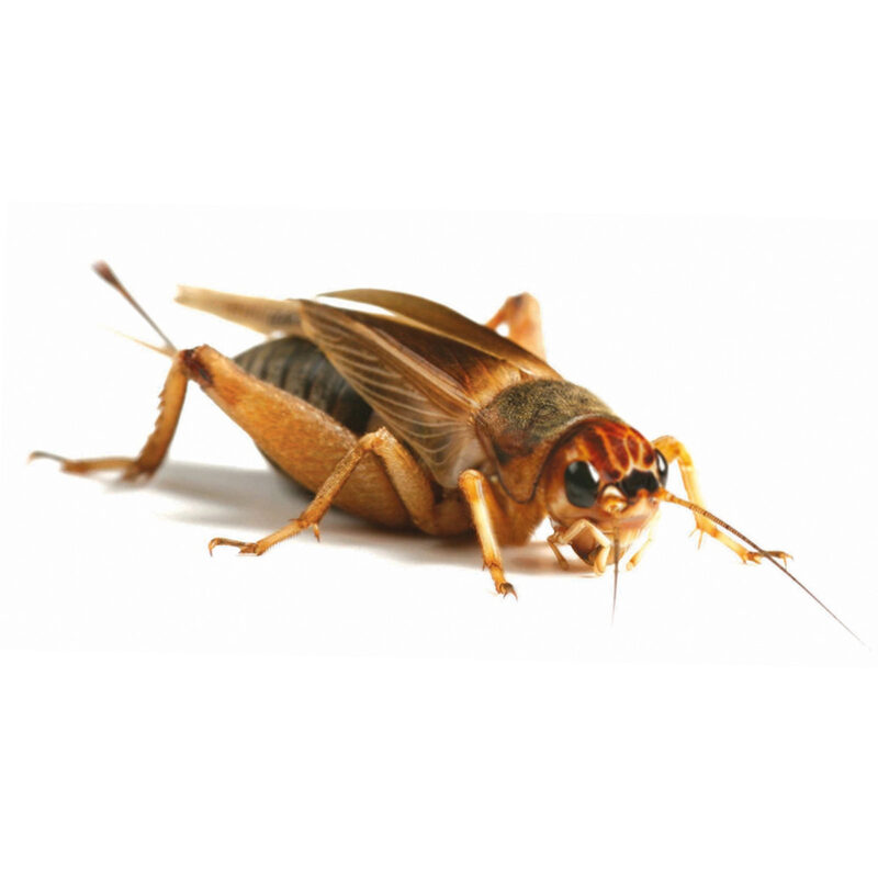 Silent Crickets - Bulk Bags - Approx. 1000