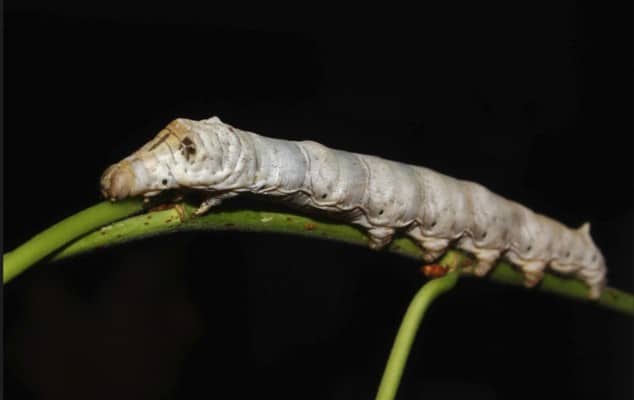 Silkworm