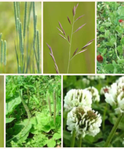 Herbie Mix - Tortoise Fibre/Lawn Mix