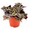 Tradescantia Zebrina