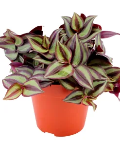 Tradescantia Zebrina
