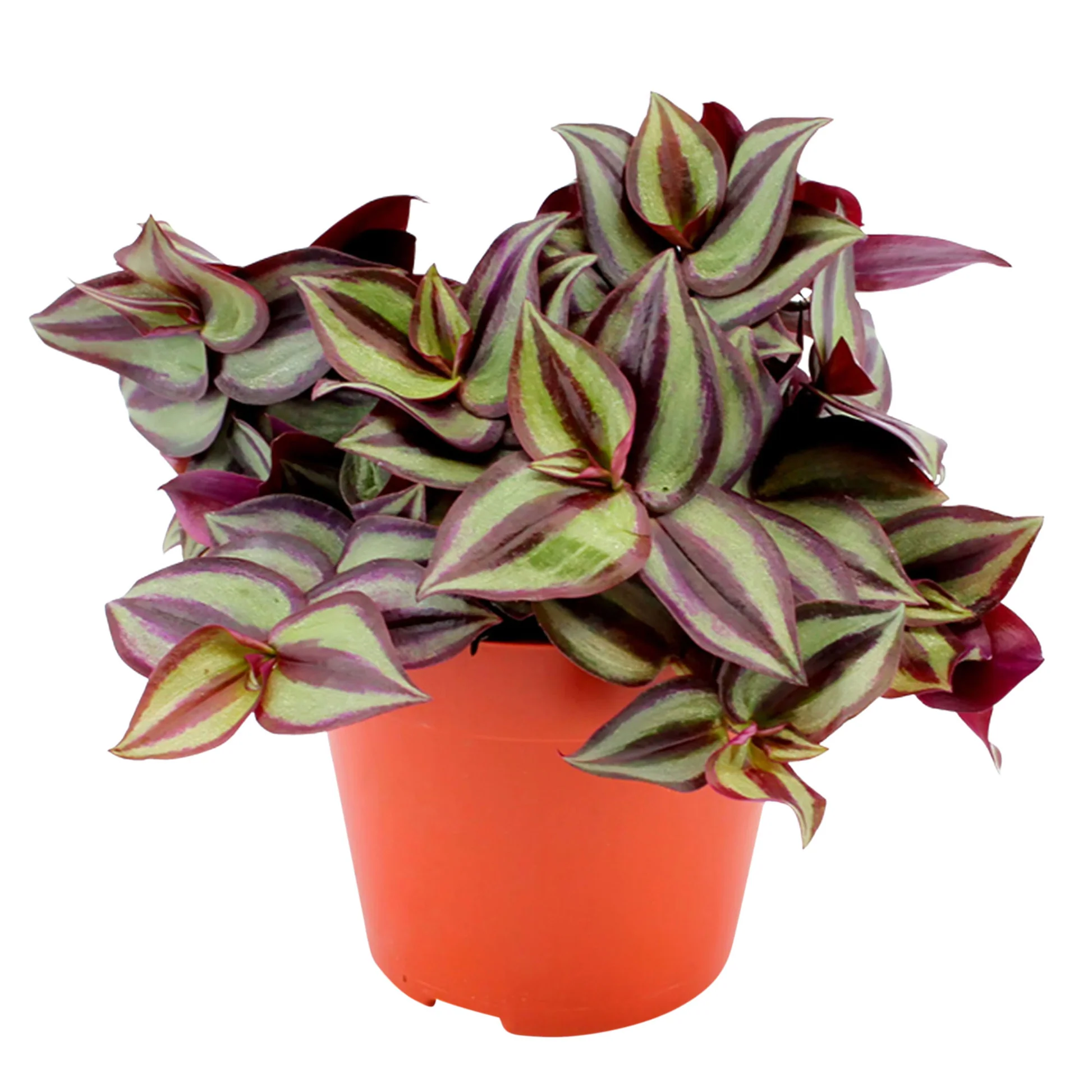 Tradescantia Zebrina