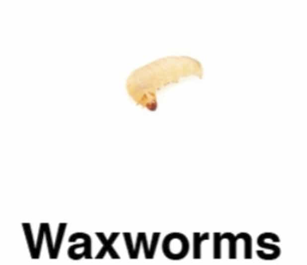 download wax worms