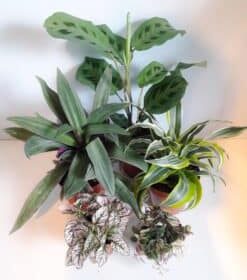 Yemen Chameleon Plant Bundle - Small