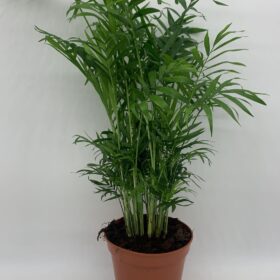 Chamaedorea Elegans
