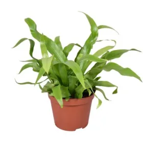 asplenium antiquum