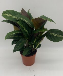Calathea 'Maui Queen'