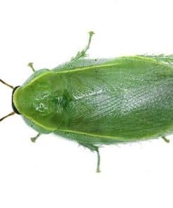 Panchlora Nivea 'Banana Roach'