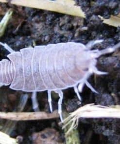 Tropical Grey - Porcellionides pruinosus