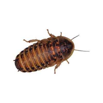 Dubia Roaches - Fortnightly
