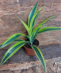 Dracaena Compacta 'Lemon & Lime'