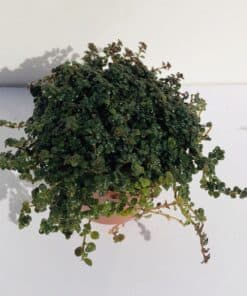 Pilea Depressa