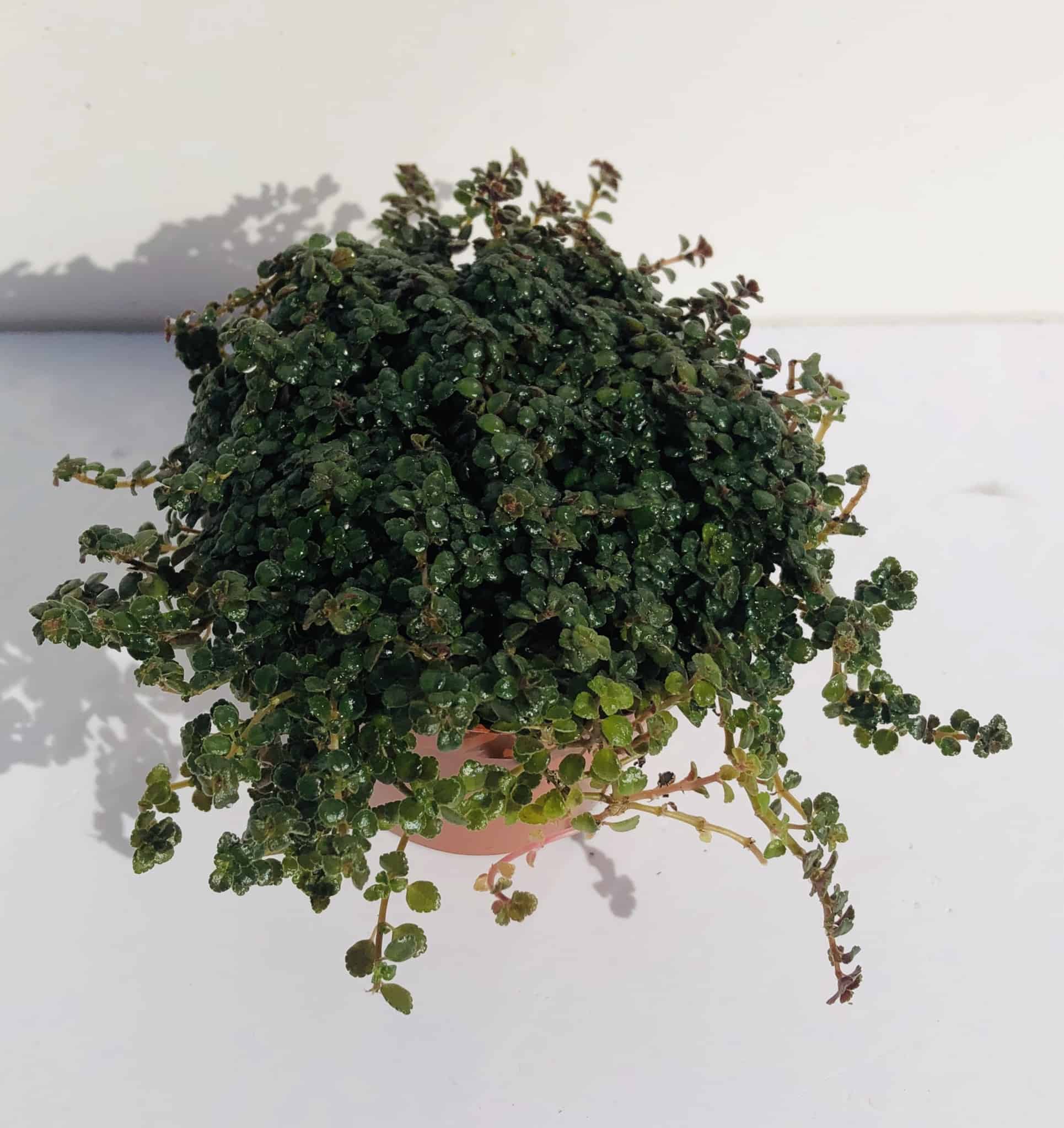 Pilea Depressa
