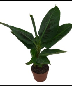 Musa Tropicana - Banana Plant